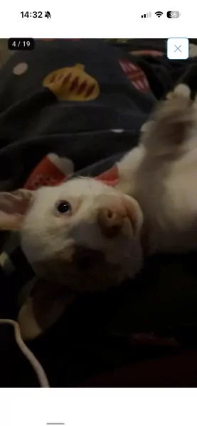 Ik ben bella - afbeelding 4