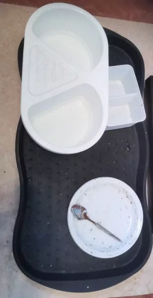 europese kortharige poes - afbeelding 3