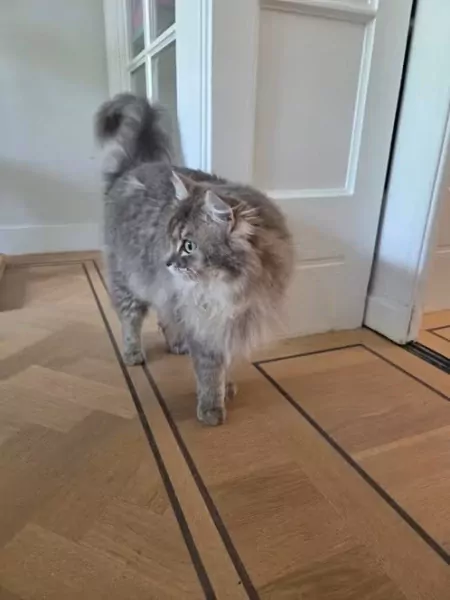 Liefdevol thuis gezocht voor twee hele lieve Ragdolls ❤️ - afbeelding 3