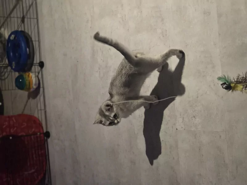 Luna 5 maanden poesje vader Brits korthaar - afbeelding 2