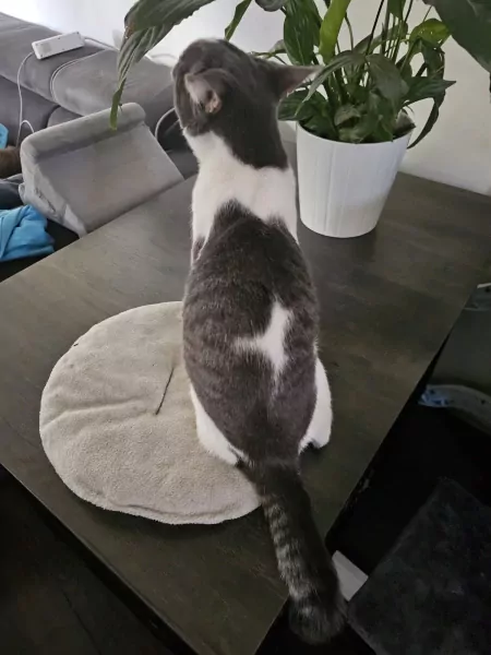 2 bijna 1jarige kittens te koop - afbeelding 2