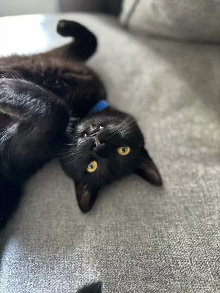 Lieve kater zoekt nieuw thuis - afbeelding 6