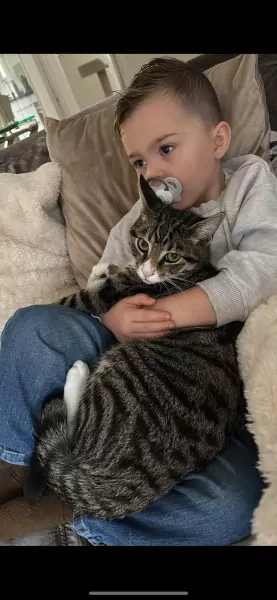 2 katers - afbeelding 2