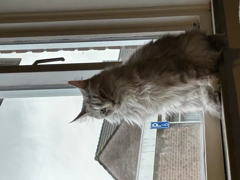 Prachtige lieve Maine coon poes - afbeelding 2