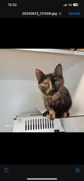 Nala zoekt lief huisje - afbeelding 1 Nala zoekt lief huisje - afbeelding 1