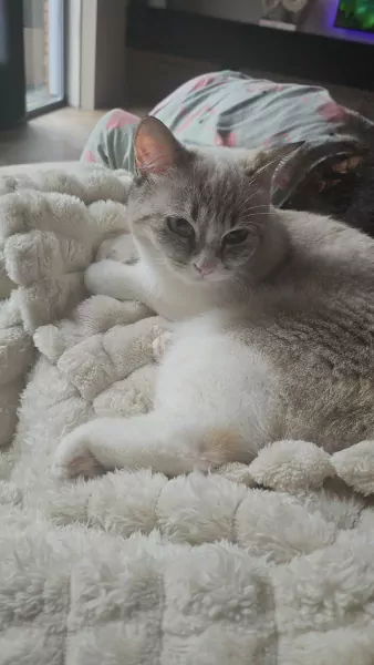 2 lieve poezen zusjes met blauwe ogen - afbeelding 5