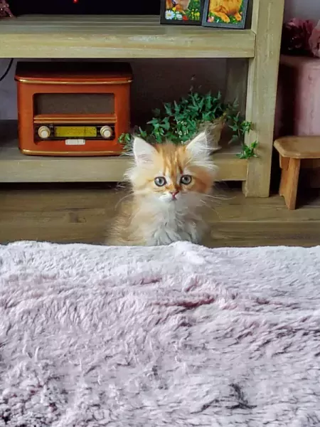 Britse langhaar - afbeelding 4