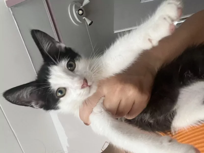 Kittens - afbeelding 2