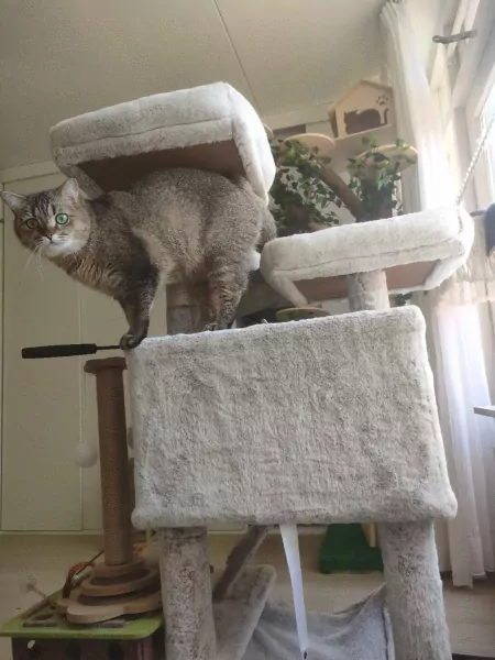 2 british shorthair katten - afbeelding 7
