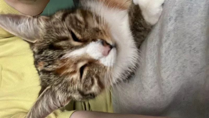 Britse korthaar vrouwtje - afbeelding 2