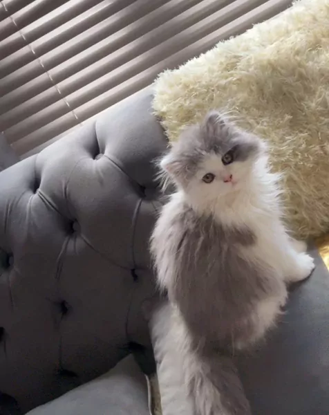 Prachtige Ragdoll × Britse Langhaar - afbeelding 4