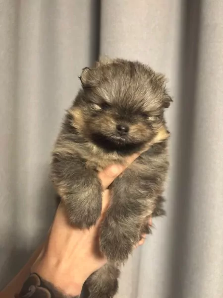 Pomeriaan pups te koop - afbeelding 2