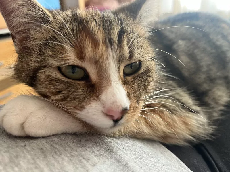 Britse korthaar vrouwtje - afbeelding 6