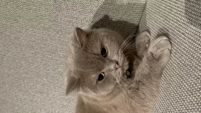 Britse Korthaar Coco zoekt een liefdevol nieuw thuis 🐾 - afbeelding 3