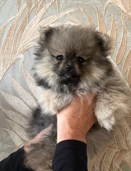 Mooi klein pomeriaan puppy teefje - afbeelding 2