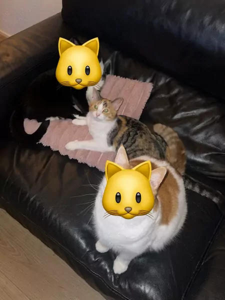 Lieve poes Mia zoekt een nieuw huisje - afbeelding 2