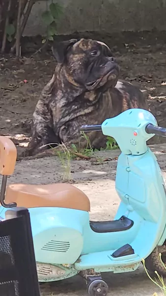 Bull mastiff buddy - afbeelding 2