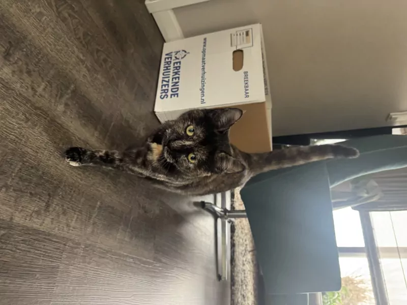 Kittens, zes maanden, gratis, gevaccineerd en gecastreerd - afbeelding 4