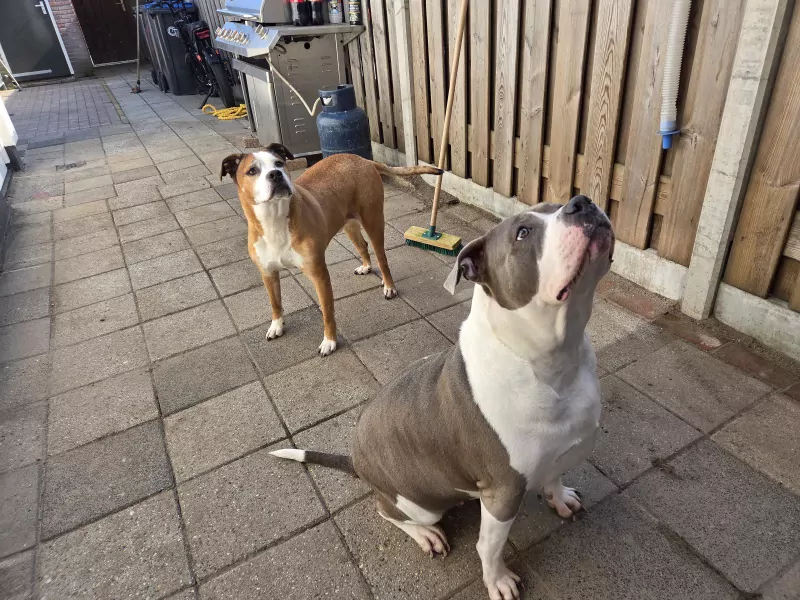 Stafford mix (reu) en bully (teefje) - afbeelding 3
