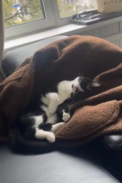 Halve britse korthaar van 8 maanden - afbeelding 5