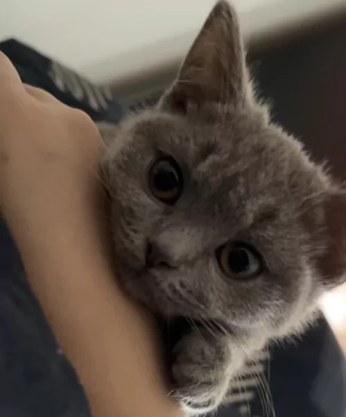 Kat te koop, brits korthaar. - afbeelding 2