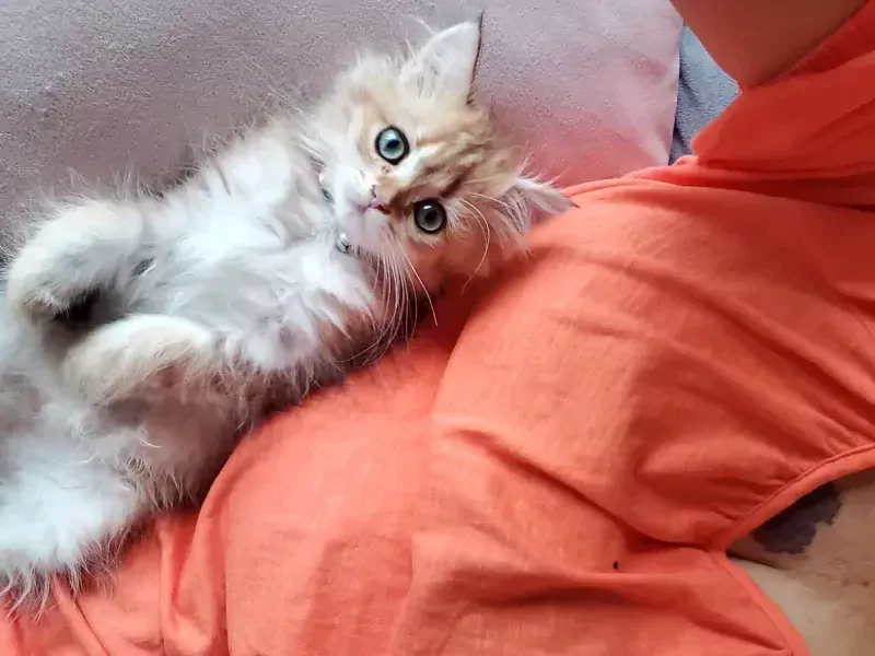 Britse langhaar - afbeelding 3