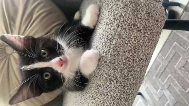 Kittens te koop - afbeelding 7