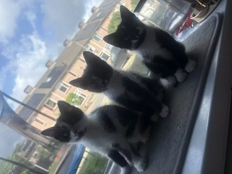 Prachtige kitten zoekt vanaf begin Sept een thuis - afbeelding 5