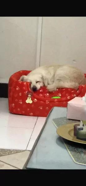 Leuk hondje meegenomen uit Iran! - afbeelding 1