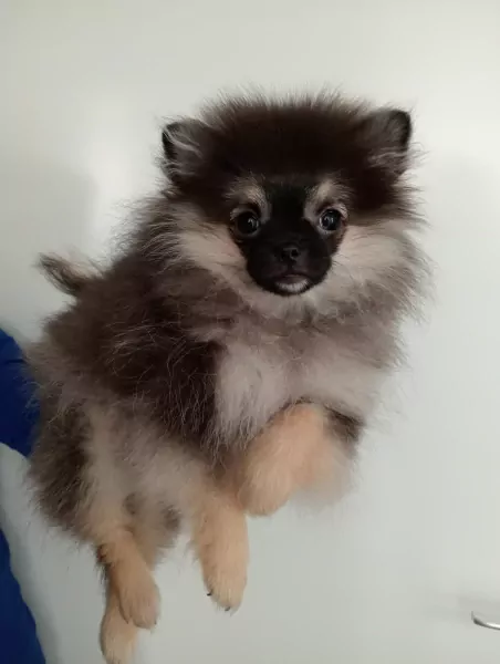 Pomeranian puppy te koop - afbeelding 1