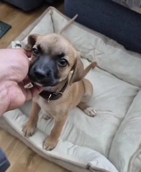 Puppy reu te koop - afbeelding 3