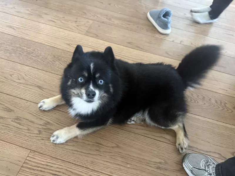 Lieve Noah - F1 Pomsky reu - afbeelding 4