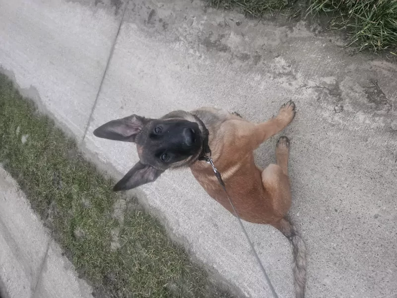 Mechelse herder - afbeelding 2