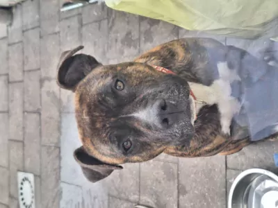 American Staffordshire Terriër te koop verkopen Izegem Belgie - 5218