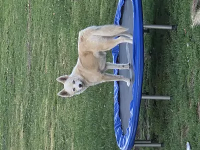 Pomsky te koop - afbeelding 4