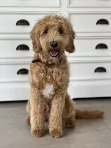 Goldendoodle Lexie zoekt zijn familie - afbeelding 5