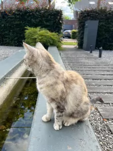 Prachtige kat zoekt huis - afbeelding 2