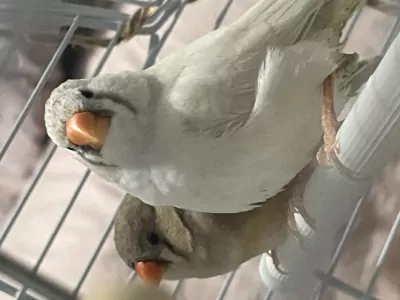 Zebravink te koop verkopen Dordrecht Nederland - 5142