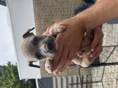 American Staffordshire Terriër te koop verkopen Hoogezand Nederland - 4742
