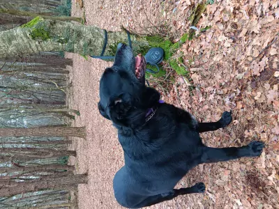 Woodie, sociale, aanhankelijke reu van 7.5 jaar oud - afbeelding 3