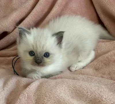 Ragdoll kittens met stamboom - afbeelding 4