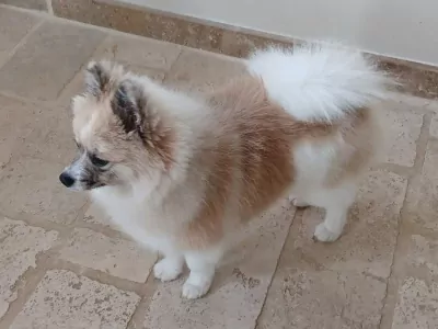 Keeshondje reutje gecastreerd van  9 maanden   . - afbeelding 3