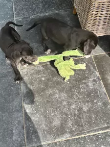 Duitse Dog te koop verkopen   - 5707