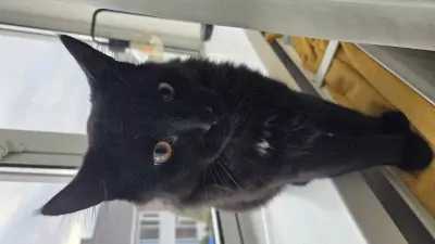 Kater en poes, broer en zus - afbeelding 4