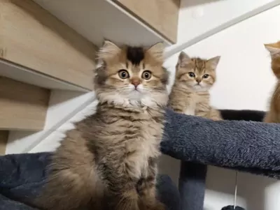 Raszuivere Brits korthaar en langhaar kittens - afbeelding 4