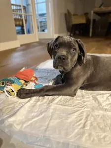 Cane Corso
