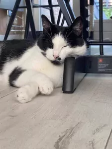 Poes Frenkie zoekt nieuw huisje - afbeelding 2