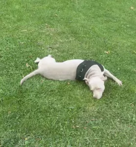 Hennesy - afbeelding 2