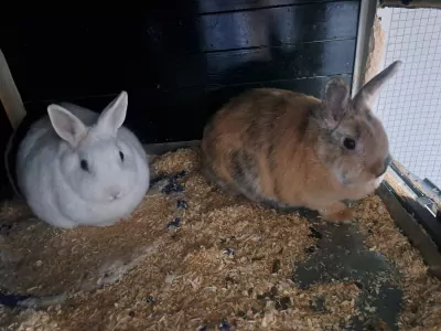 Konijnen te koop verkopen lisse Nederland - 5223