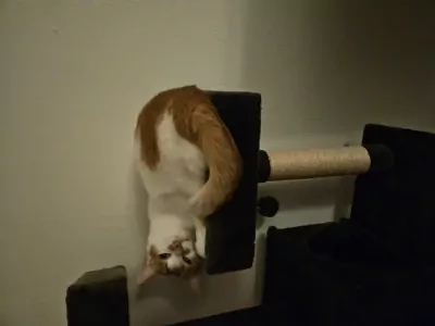 Simba zoekt lieve baasje - afbeelding 3